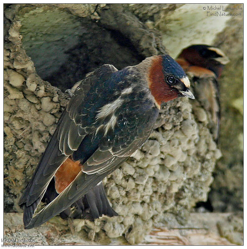 Hirondelle à front blanc, pigmentation, Nidification