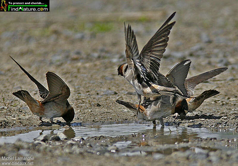 Hirondelle à front blancadulte, Nidification