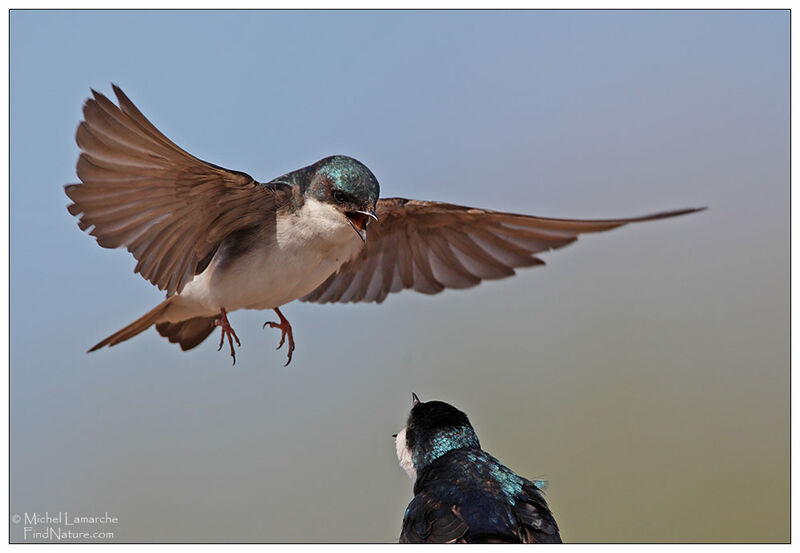 Tree Swallow male adult