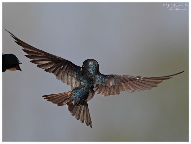 Tree Swallow male adult