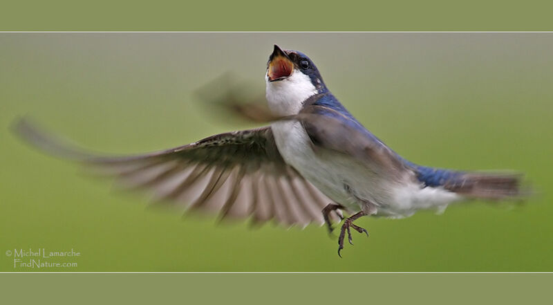 Tree Swallow male adult