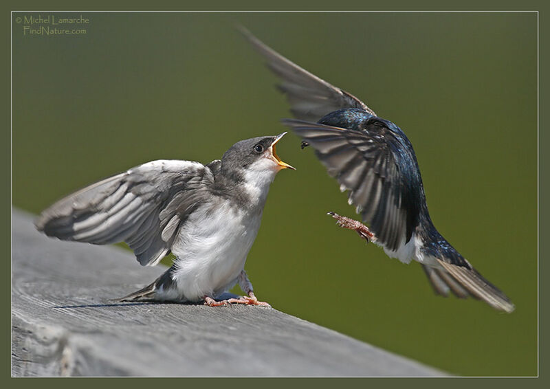 Tree Swallow