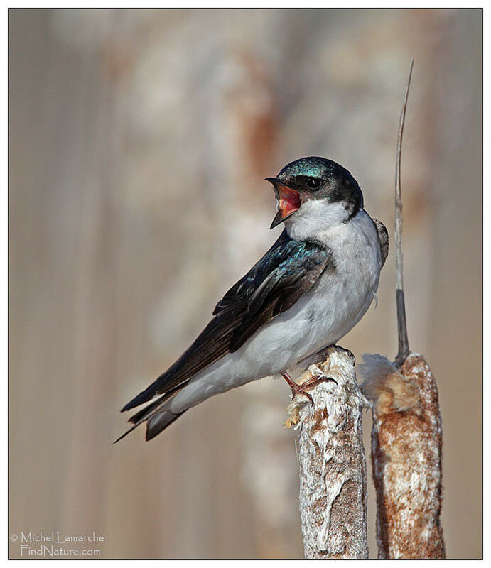 Hirondelle bicolore mâle adulte