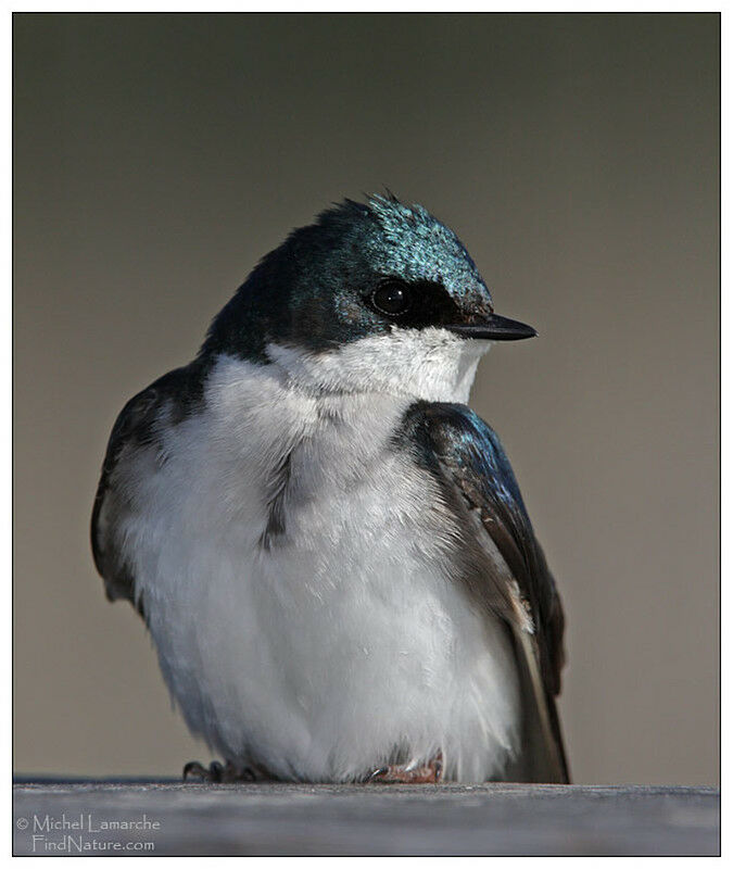 Tree Swallow male adult