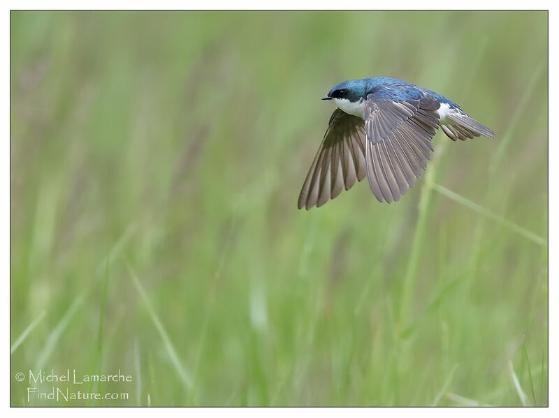 Tree Swallow