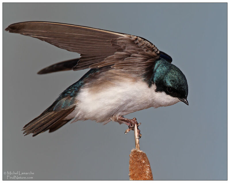 Tree Swallow male adult