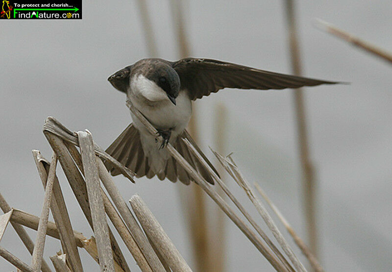 Hirondelle bicolore femelle adulte