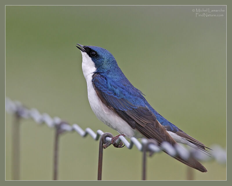 Tree Swallow male adult