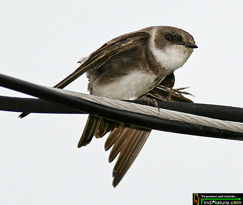 Sand Martinadult