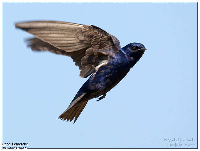 Purple Martin male adult, pigmentation, Flight