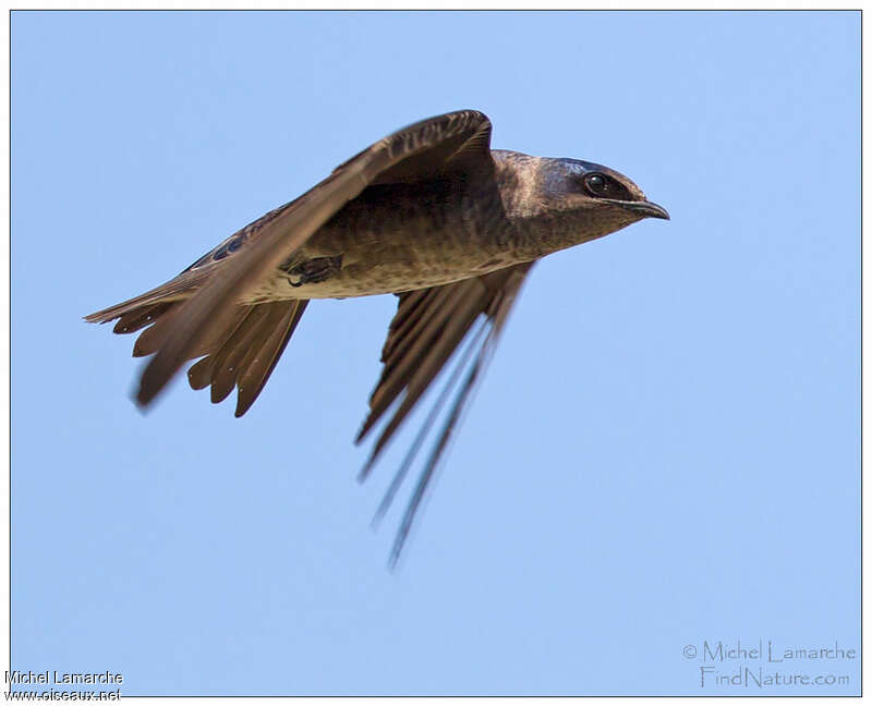 Purple Martin female adult, pigmentation, Flight