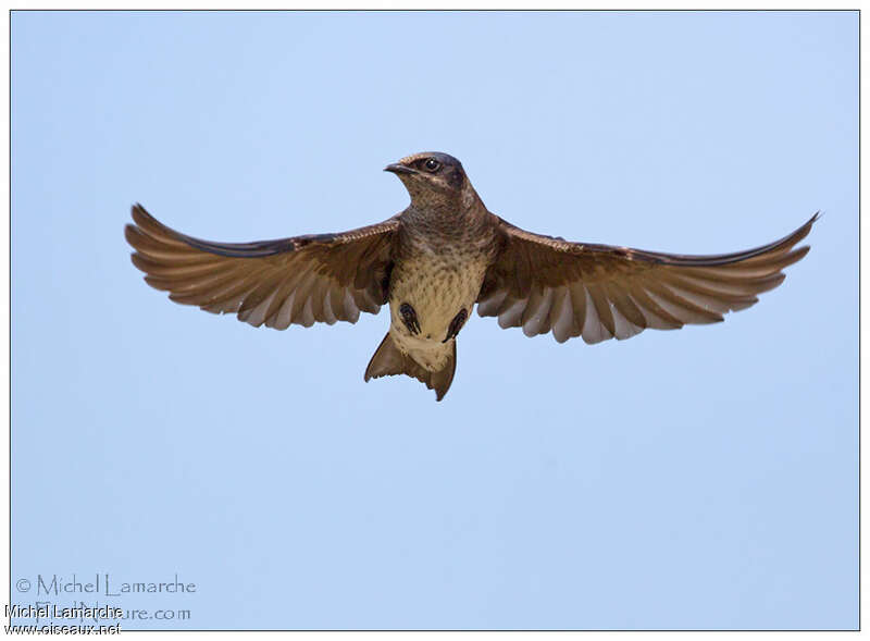 Purple Martin female adult, pigmentation, Flight