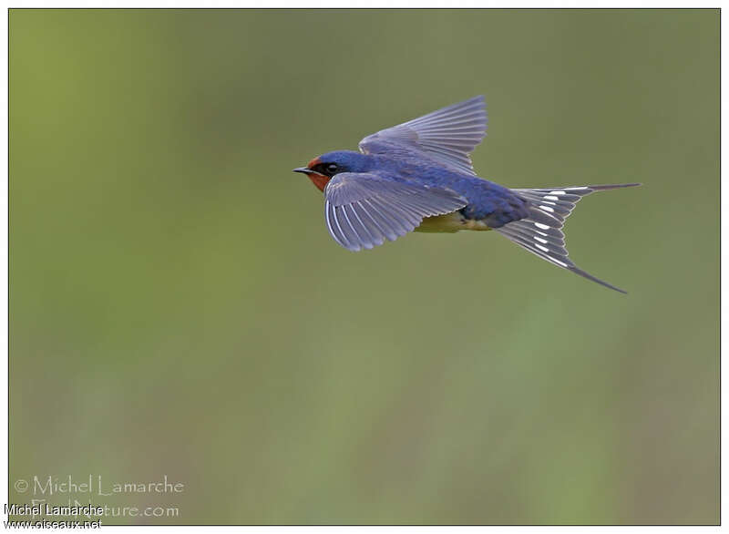 Barn Swallowadult, Flight