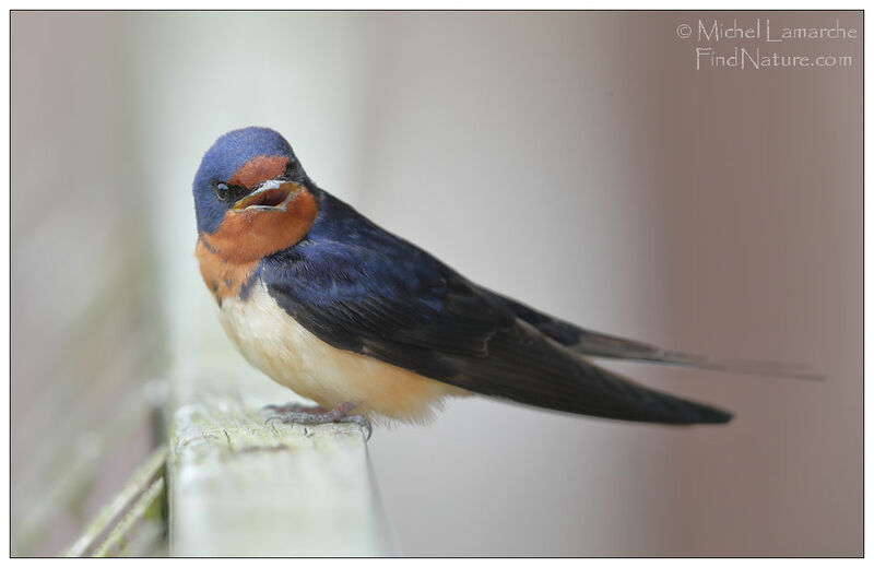 Barn Swallow