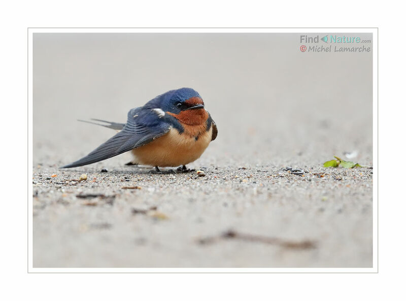 Barn Swallow male adult