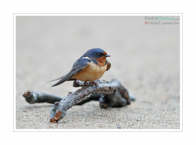 Barn Swallow female adult