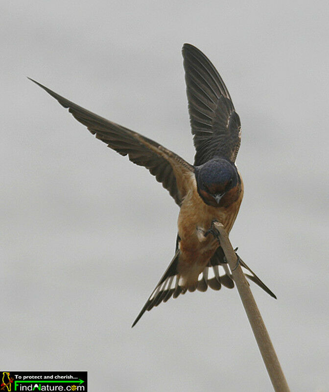 Barn Swallow male adult, Flight