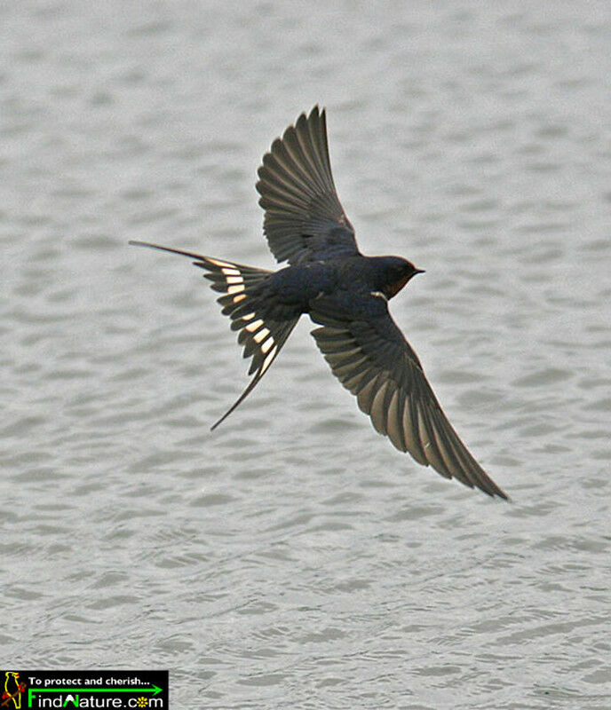 Barn Swallow male adult, Flight