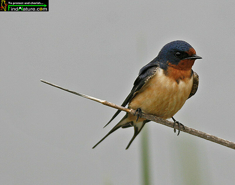 Hirondelle rustique mâle adulte