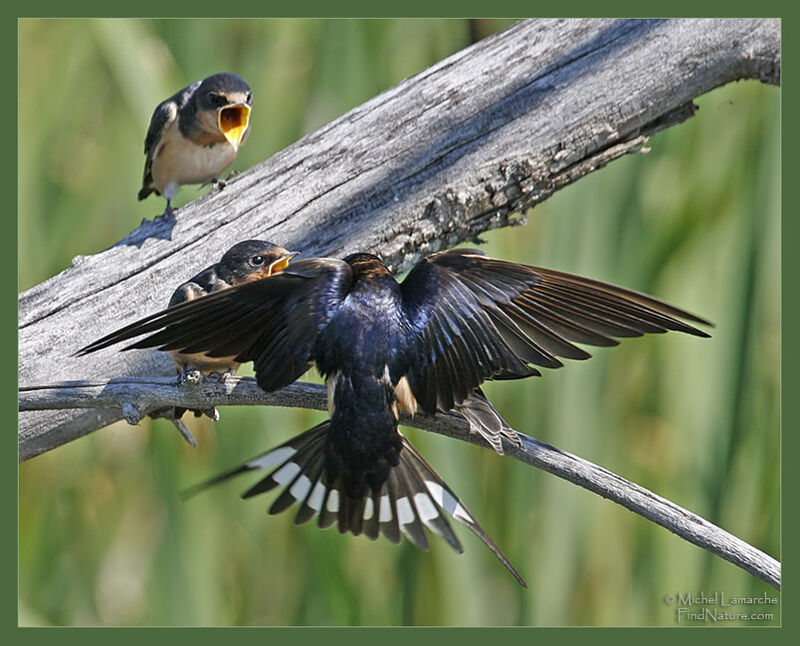 Barn Swallow