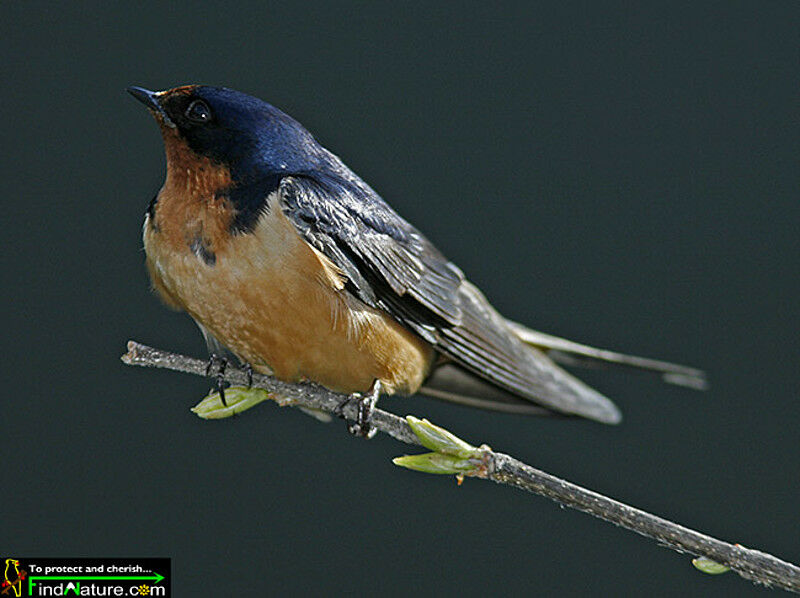 Hirondelle rustique mâle adulte