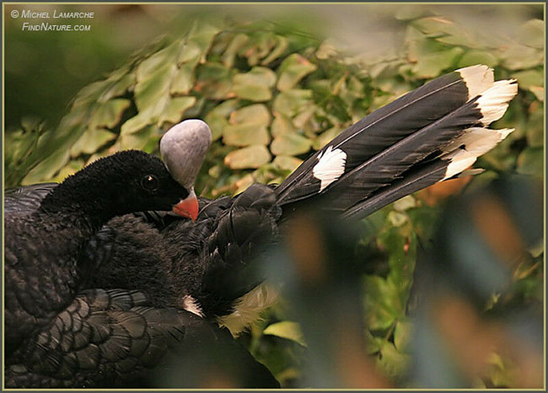 Helmeted Curassow