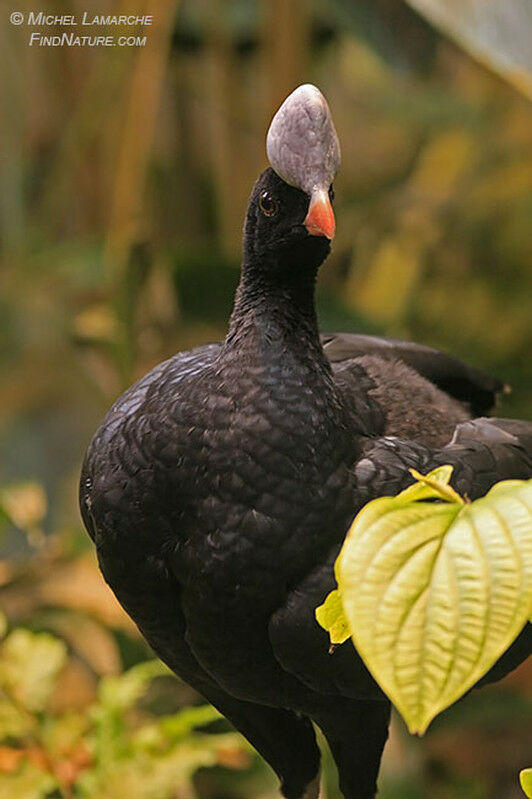 Helmeted Curassow