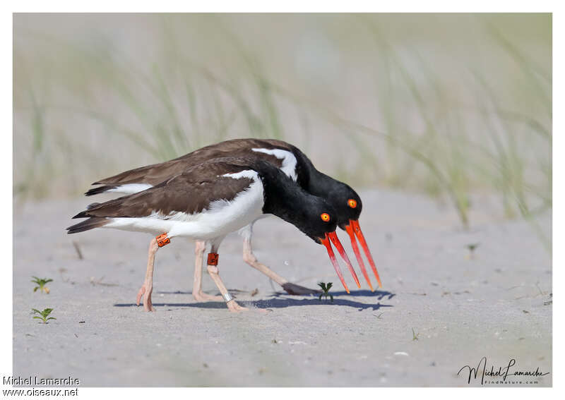 American Oystercatcheradult, Behaviour