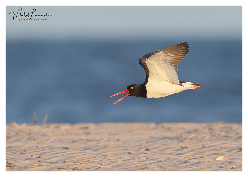 American Oystercatcheradult, Flight