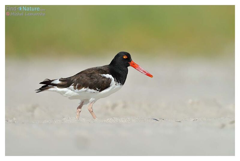 American Oystercatcher