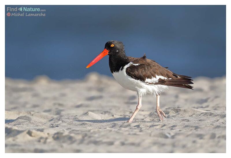 American Oystercatcher