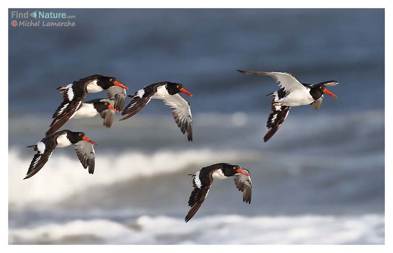 American Oystercatcher, Flight