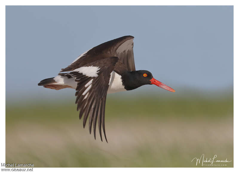 American Oystercatcheradult, Flight