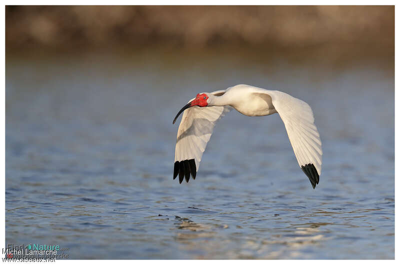 American White Ibisadult breeding, Flight