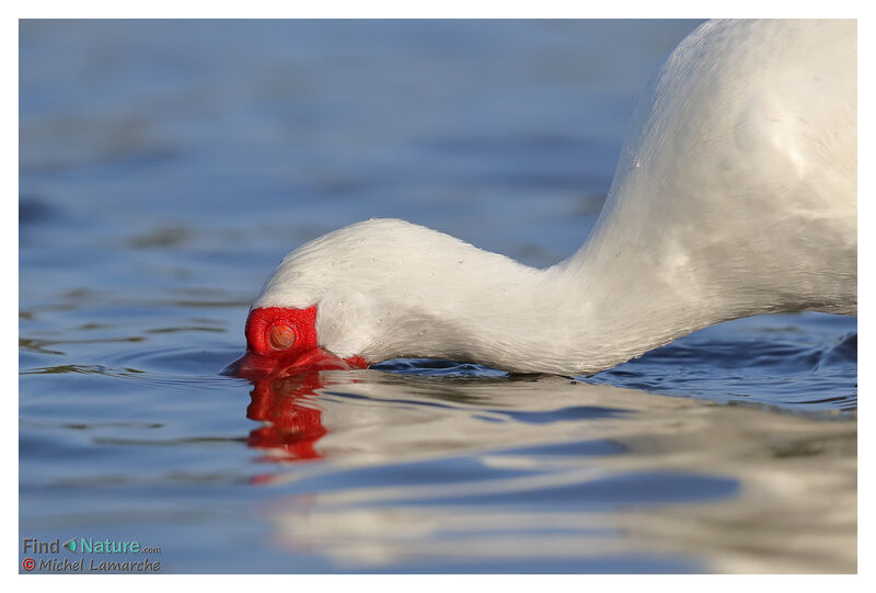 Ibis blancadulte nuptial