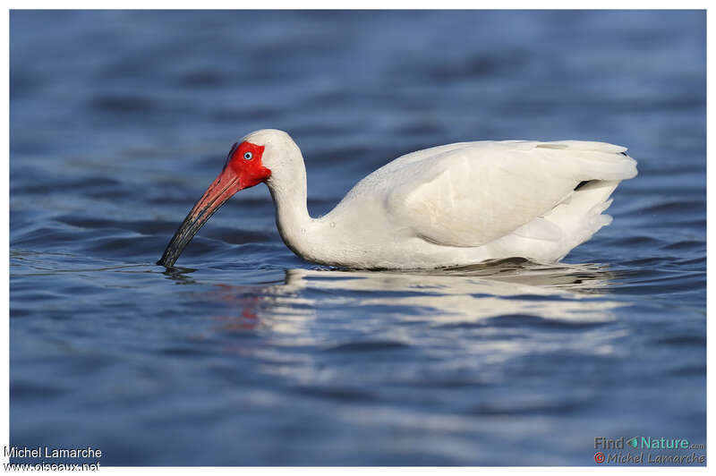 Ibis blancadulte nuptial, pêche/chasse