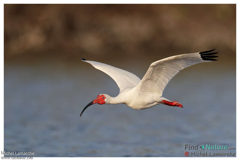 American White Ibisadult breeding, pigmentation, Flight