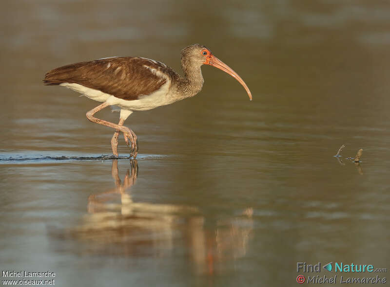 American White Ibisjuvenile, identification