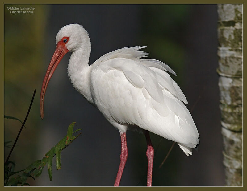 American White Ibis