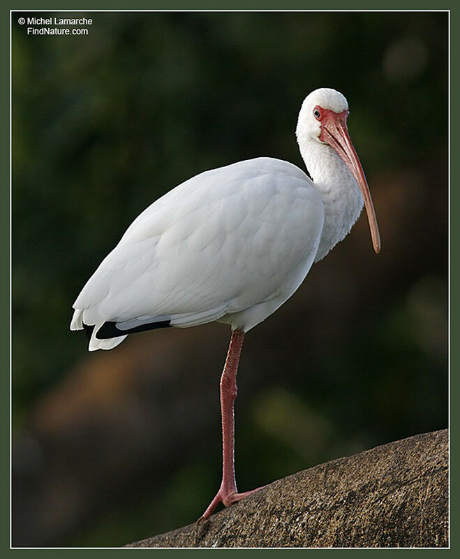 Ibis blanc