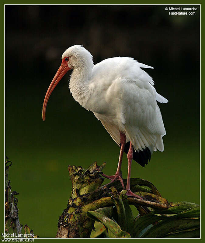 American White Ibisadult, pigmentation