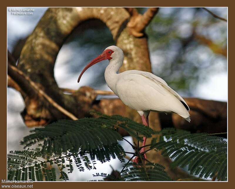 American White Ibisadult, identification