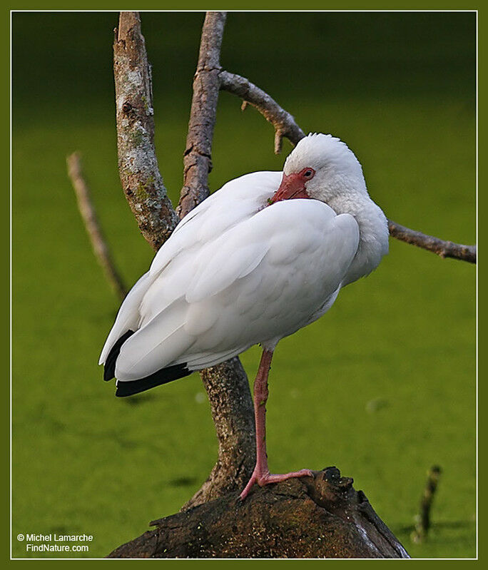 American White Ibis