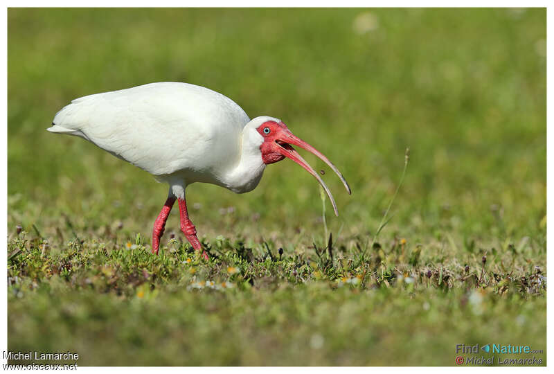 Ibis blancadulte nuptial, mange