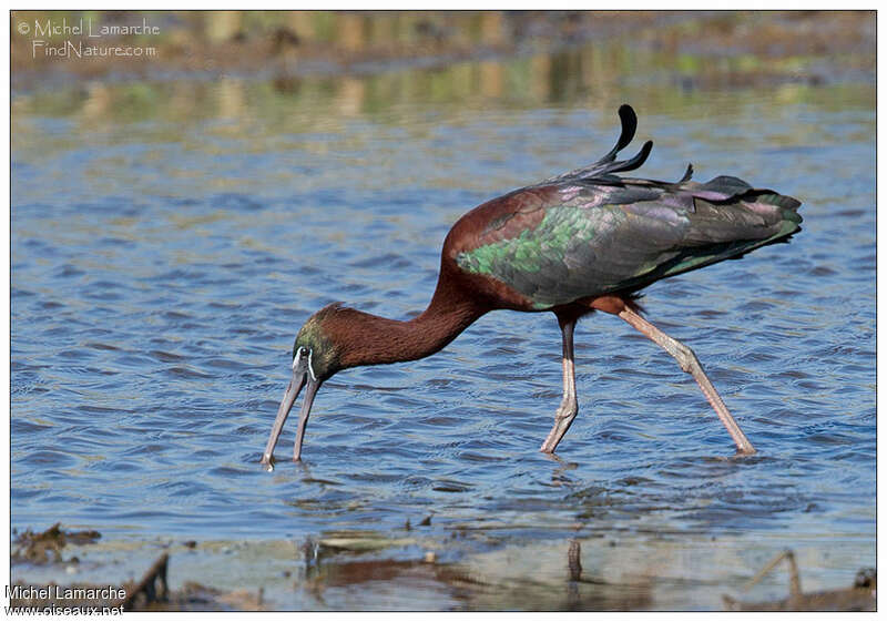 Ibis falcinelleadulte, pêche/chasse