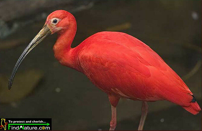 Scarlet Ibis