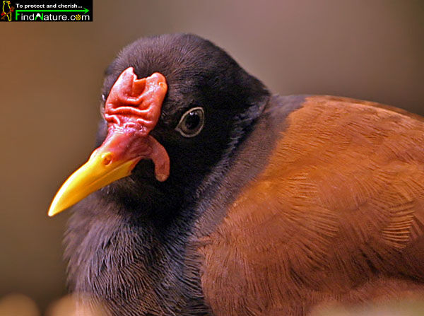 Wattled Jacana