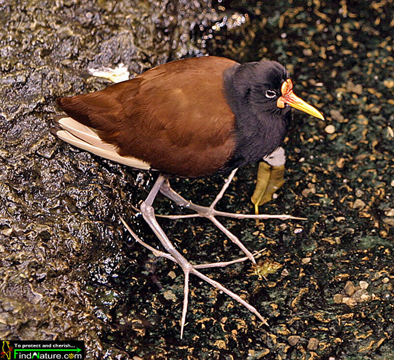 Jacana noir