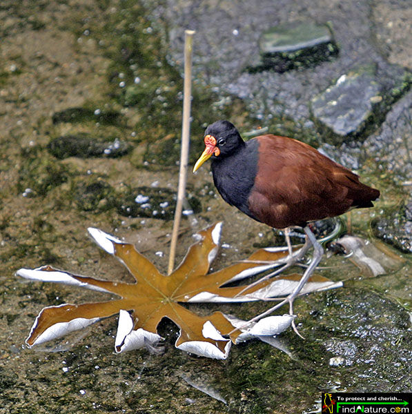 Jacana noir