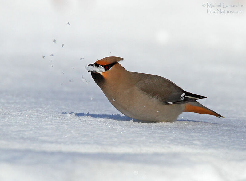 Bohemian Waxwingadult